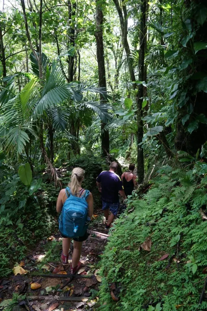 En Bas Saut Rainforest Tour