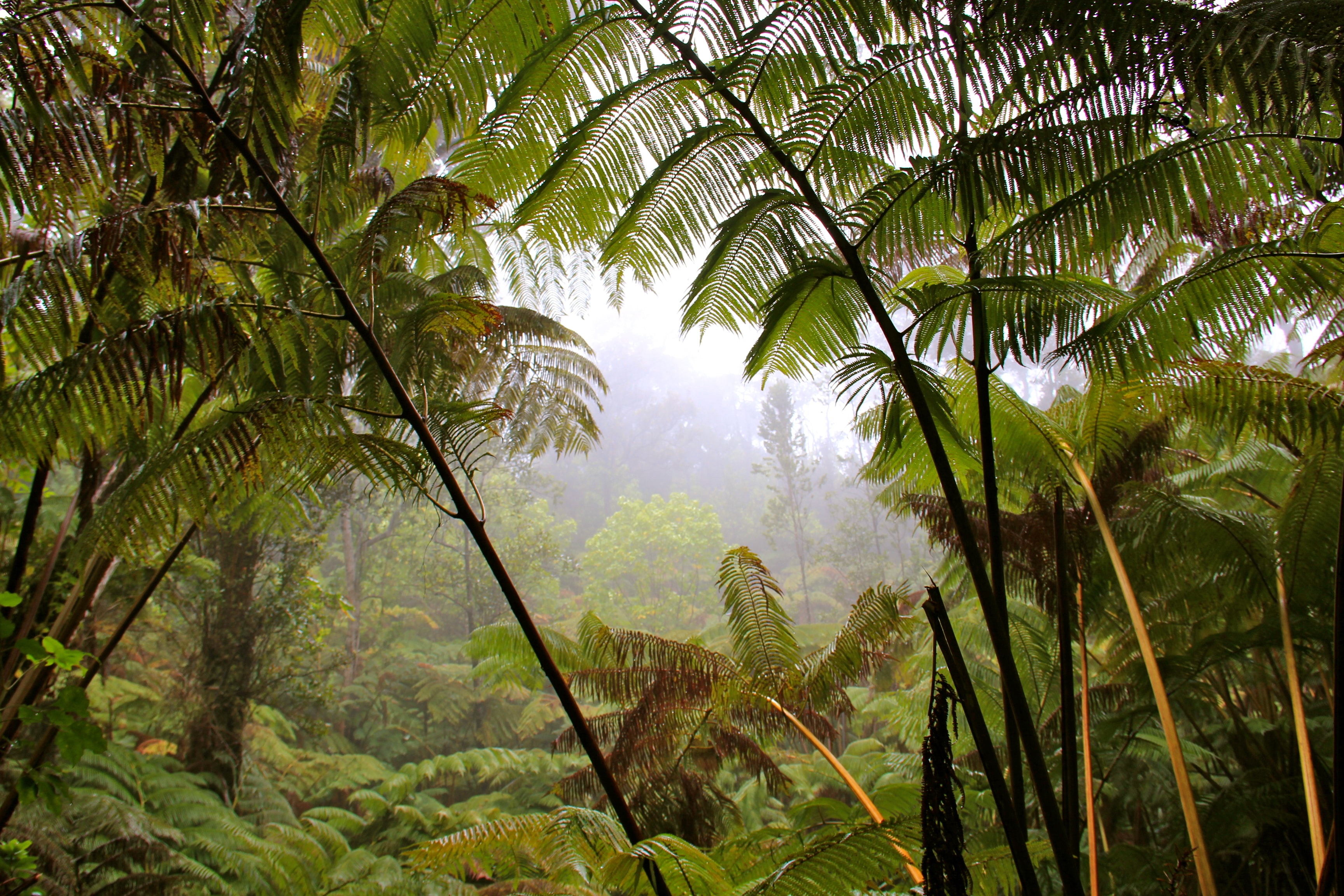 Rainforest Hiking